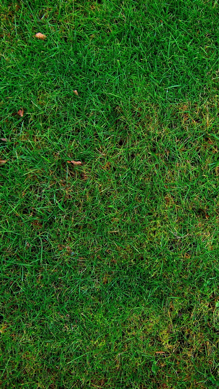 Campo de Hierba Verde Durante el Día. Wallpaper in 720x1280 Resolution