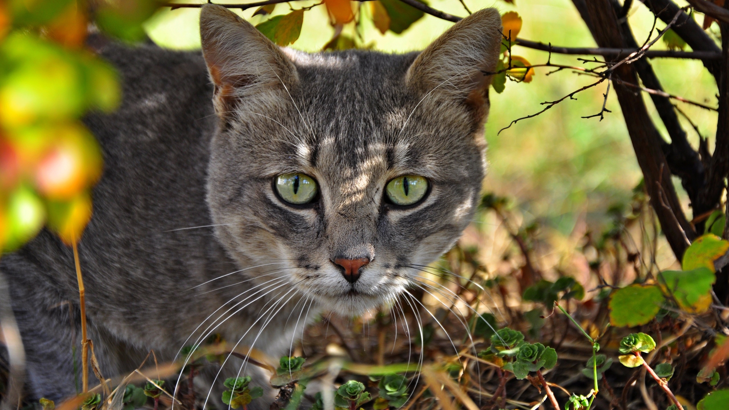 Grey Tabby Cat on Brown Grass. Wallpaper in 2560x1440 Resolution