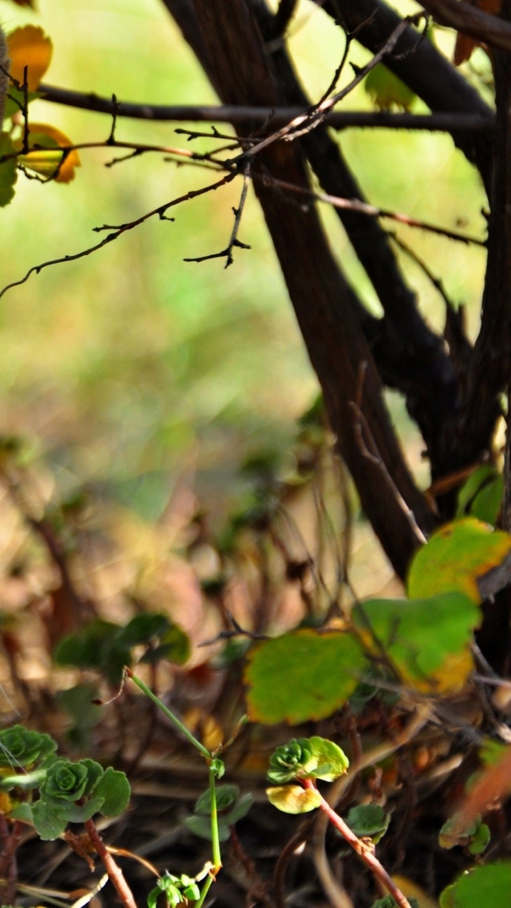Gato Atigrado Gris Sobre Hierba Marrón. Wallpaper in 720x1280 Resolution
