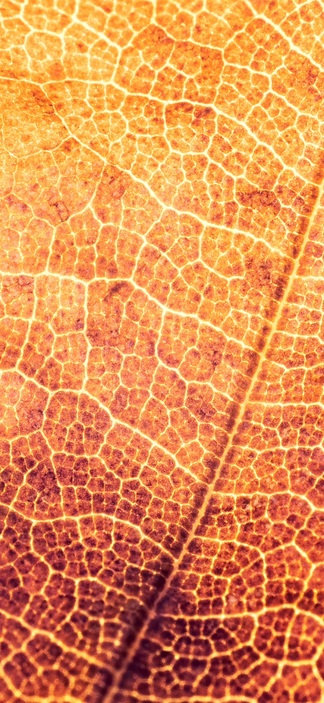 Textil de Hoja Marrón y Negra. Wallpaper in 1125x2436 Resolution