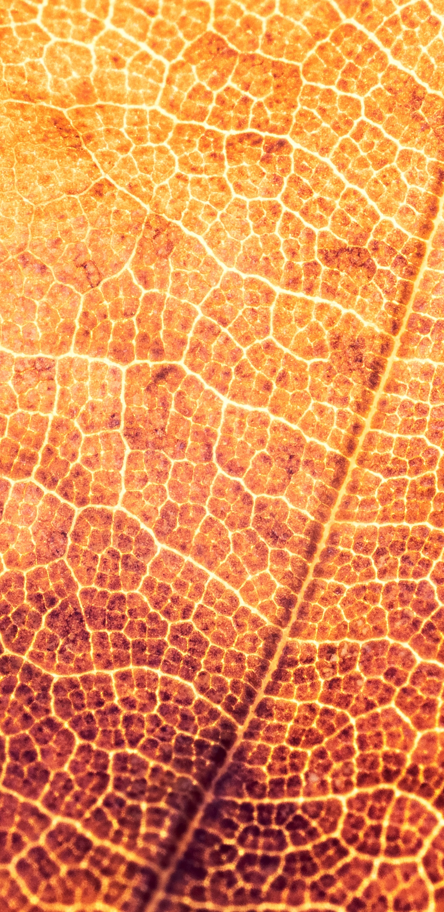 Textil de Hoja Marrón y Negra. Wallpaper in 1440x2960 Resolution