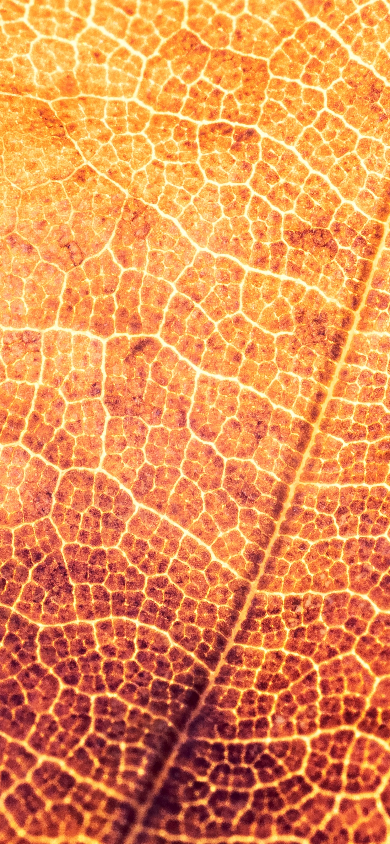 Textile Feuille Marron et Noir. Wallpaper in 1242x2688 Resolution