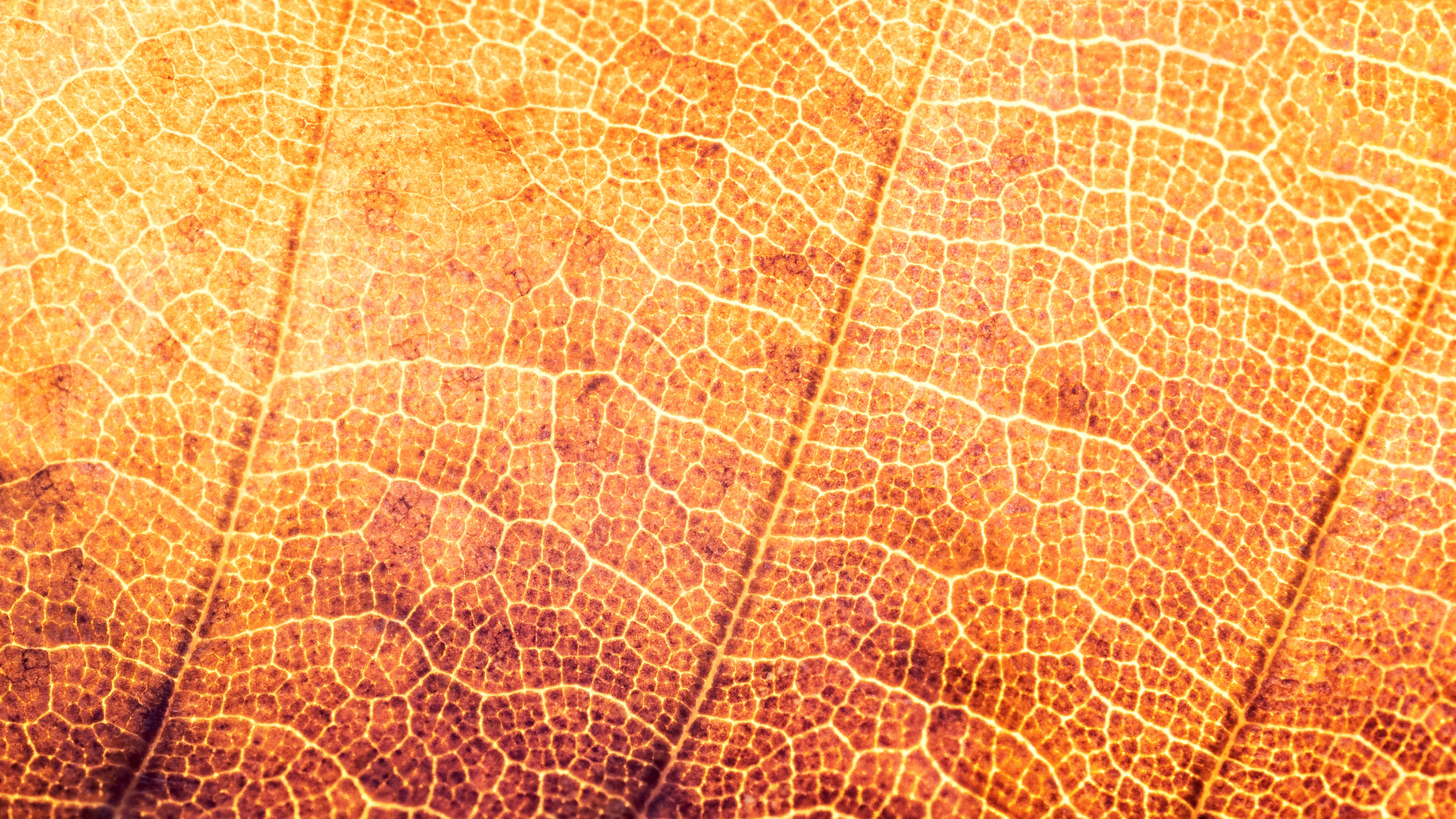 Textile Feuille Marron et Noir. Wallpaper in 3840x2160 Resolution