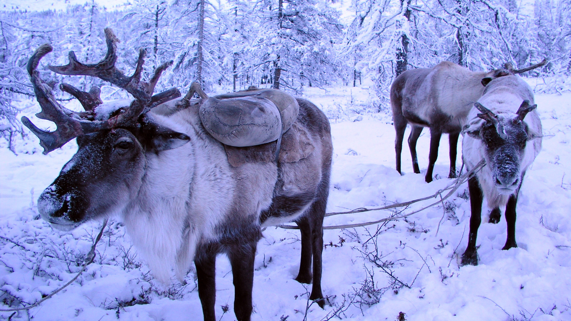 Troupeau de Cerfs Sur Sol Couvert de Neige Pendant la Journée. Wallpaper in 1920x1080 Resolution