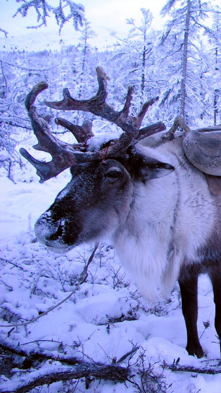 Troupeau de Cerfs Sur Sol Couvert de Neige Pendant la Journée. Wallpaper in 720x1280 Resolution
