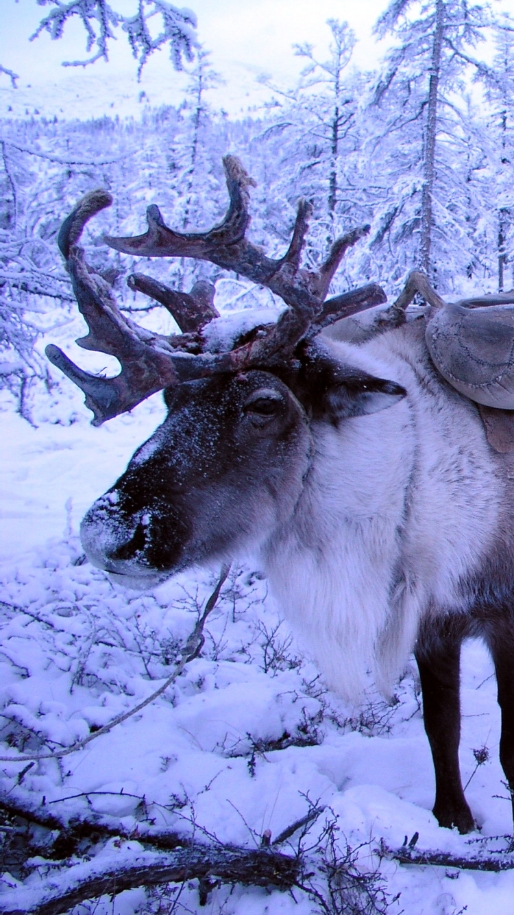 Hirschherde Auf Schneebedecktem Boden Tagsüber. Wallpaper in 750x1334 Resolution