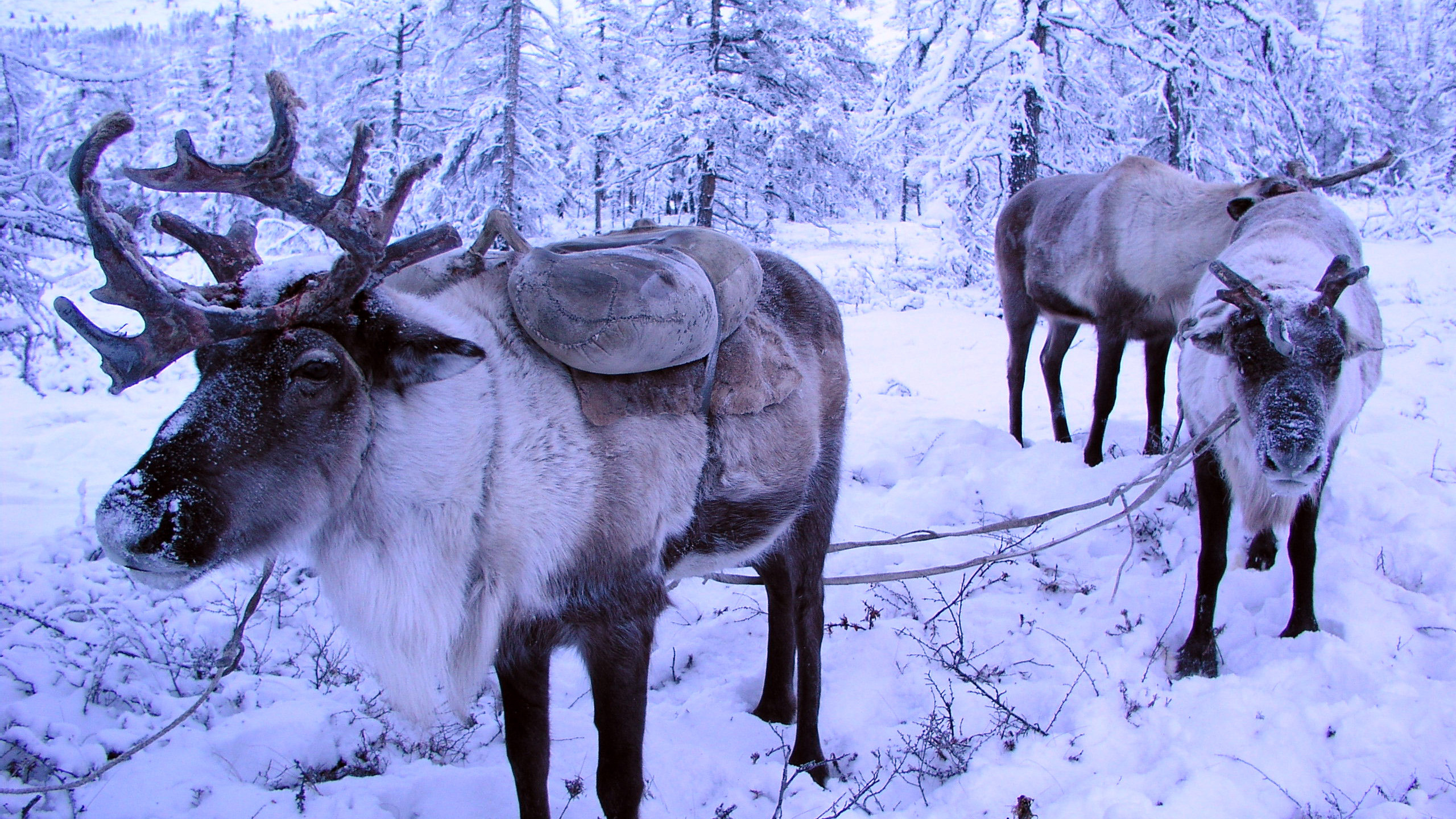 Herd of Deer on Snow Covered Ground During Daytime. Wallpaper in 2560x1440 Resolution
