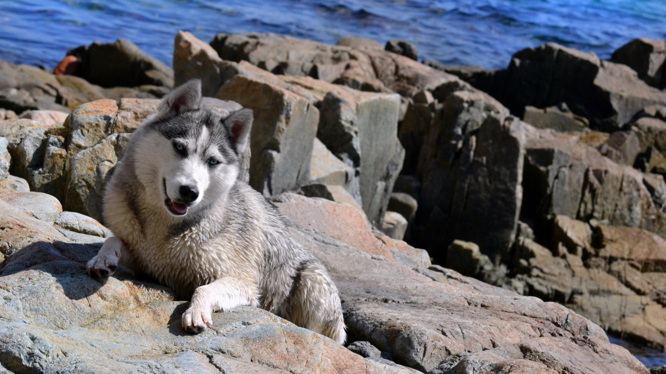 White Siberian Husky on Rock Formation Near Body of Water During Daytime. Wallpaper in 1366x768 Resolution