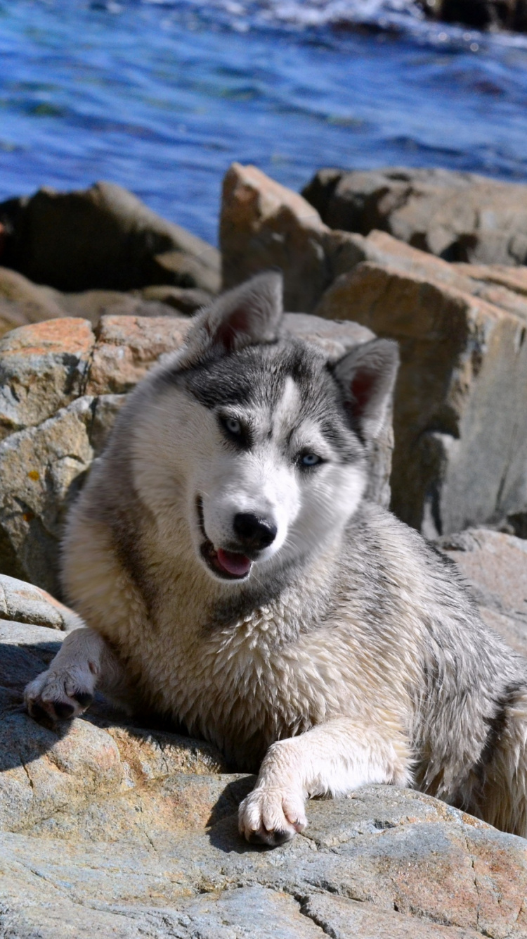 Husky Sibérien Blanc Sur Une Formation Rocheuse Près D'un Plan D'eau Pendant la Journée. Wallpaper in 750x1334 Resolution