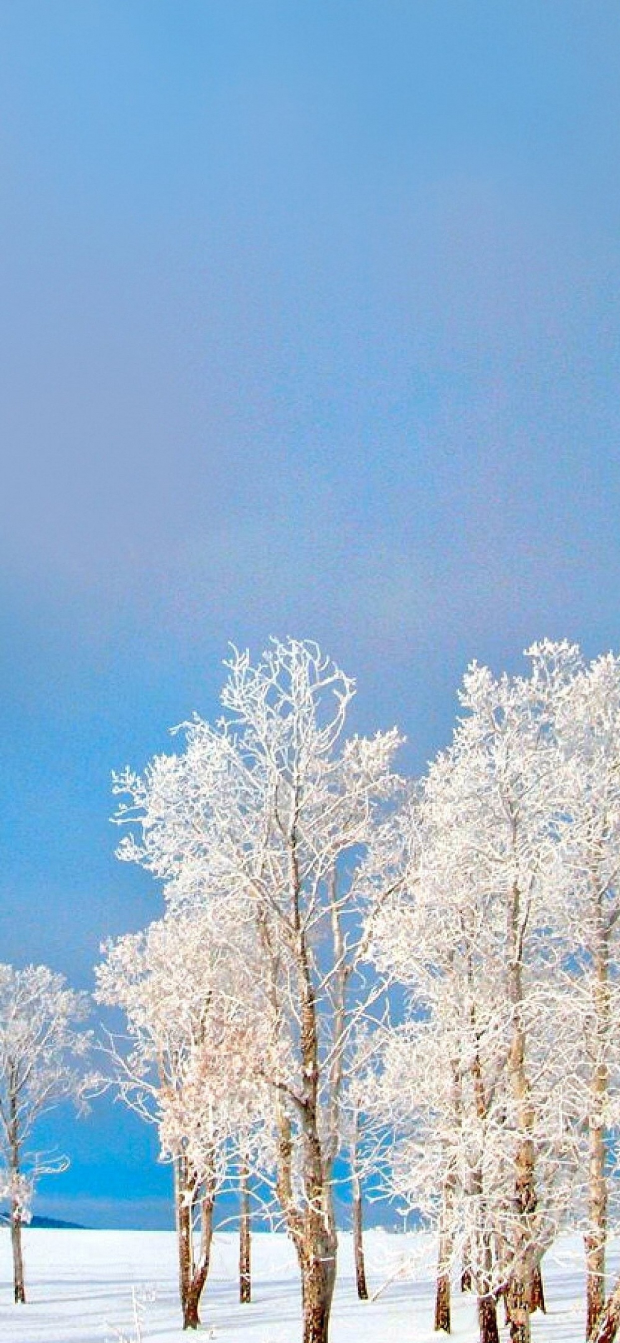 Arbres Blancs Sur Sol Couvert de Neige Sous Ciel Bleu Pendant la Journée. Wallpaper in 1242x2688 Resolution