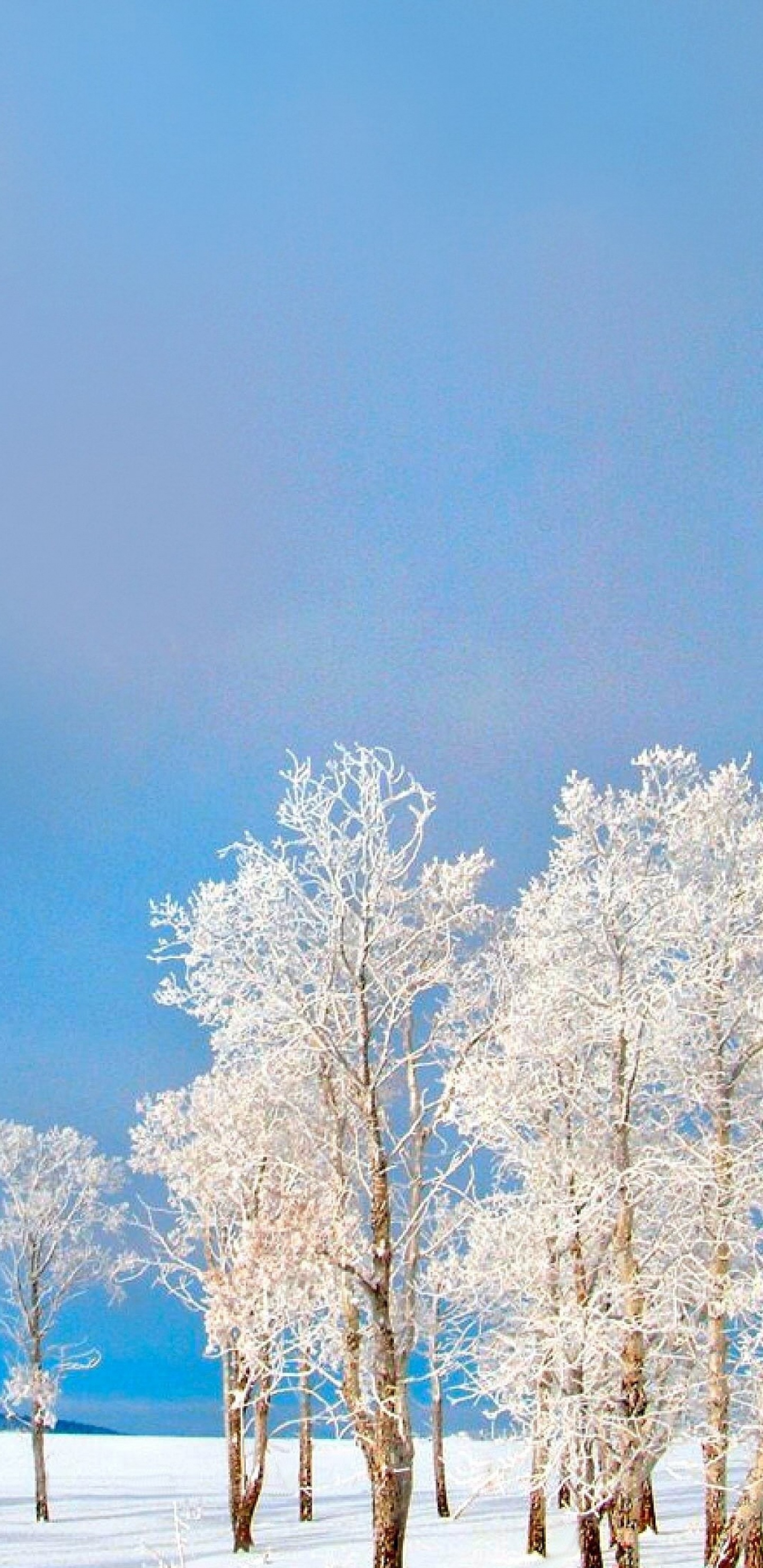Arbres Blancs Sur Sol Couvert de Neige Sous Ciel Bleu Pendant la Journée. Wallpaper in 1440x2960 Resolution