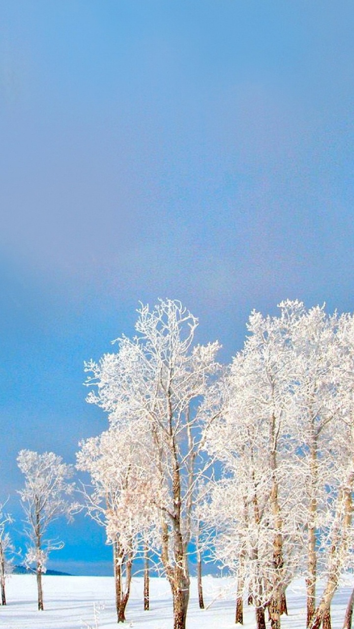 Árboles Blancos Sobre Suelo Cubierto de Nieve Bajo un Cielo Azul Durante el Día. Wallpaper in 720x1280 Resolution