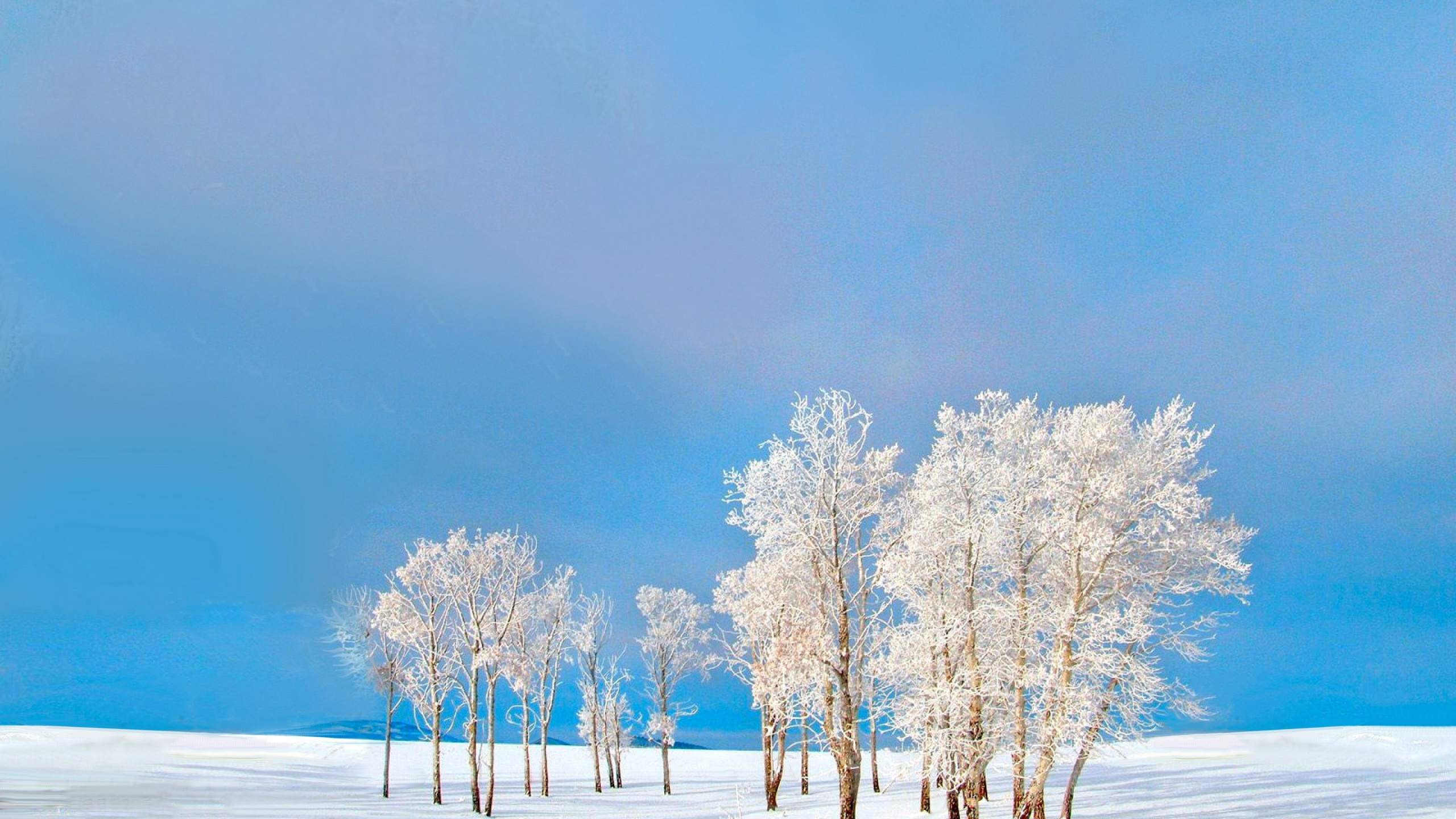 White Trees on Snow Covered Ground Under Blue Sky During Daytime. Wallpaper in 2560x1440 Resolution