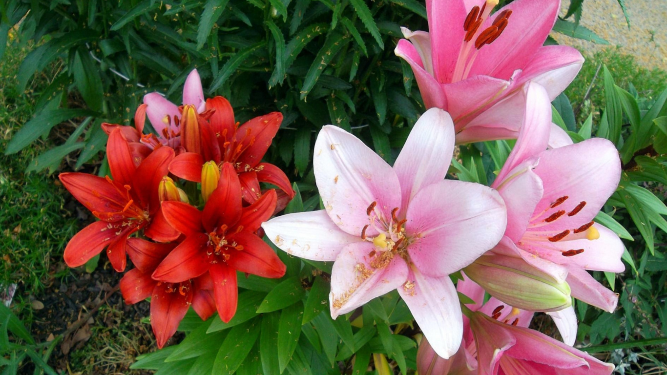 Flor Rosa y Blanca Con Hojas Verdes. Wallpaper in 1366x768 Resolution