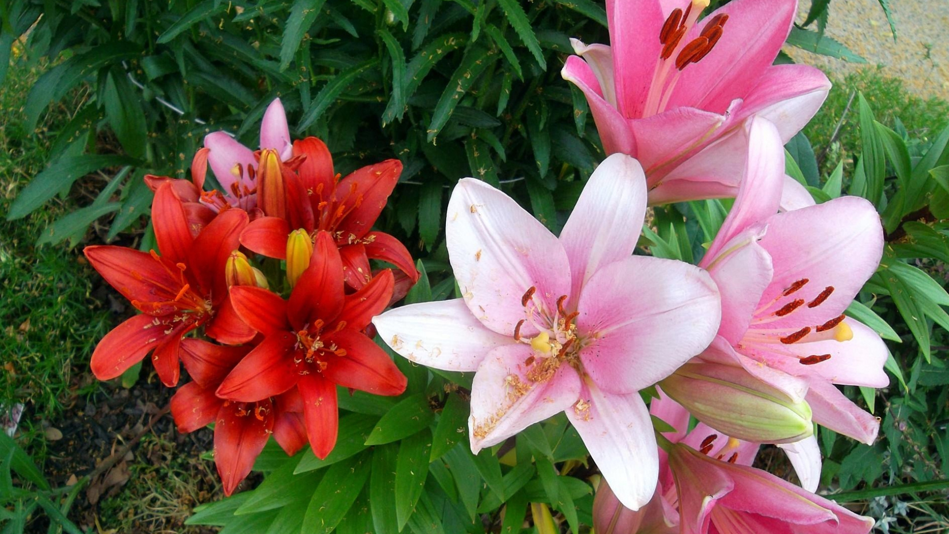 Rosa-weiße Blume Mit Grünen Blättern. Wallpaper in 1920x1080 Resolution