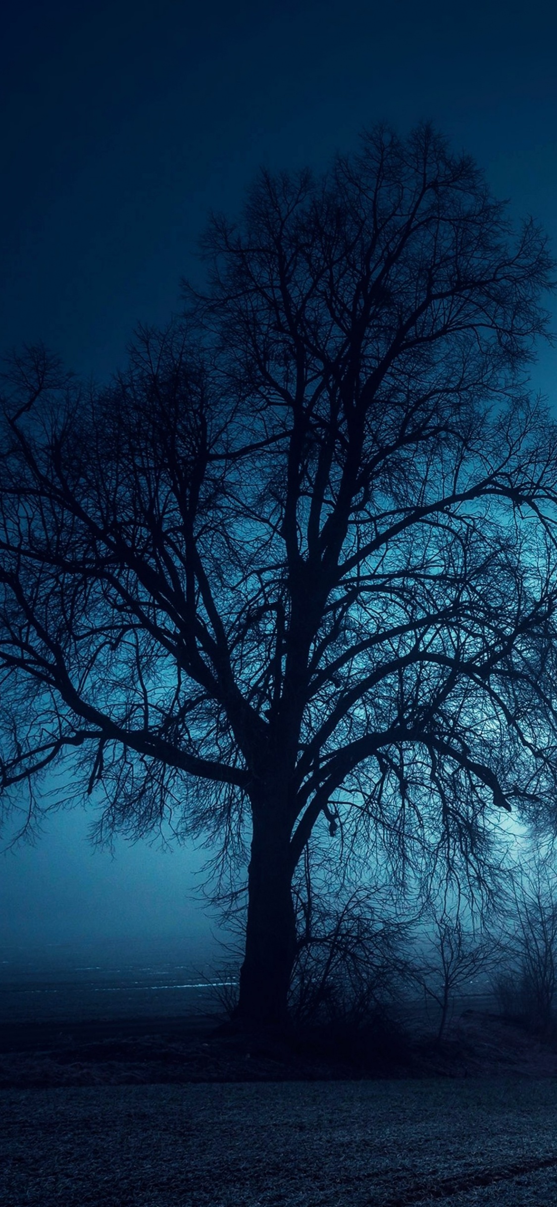 Arbres Sans Feuilles Sur le Terrain Pendant la Nuit. Wallpaper in 1125x2436 Resolution