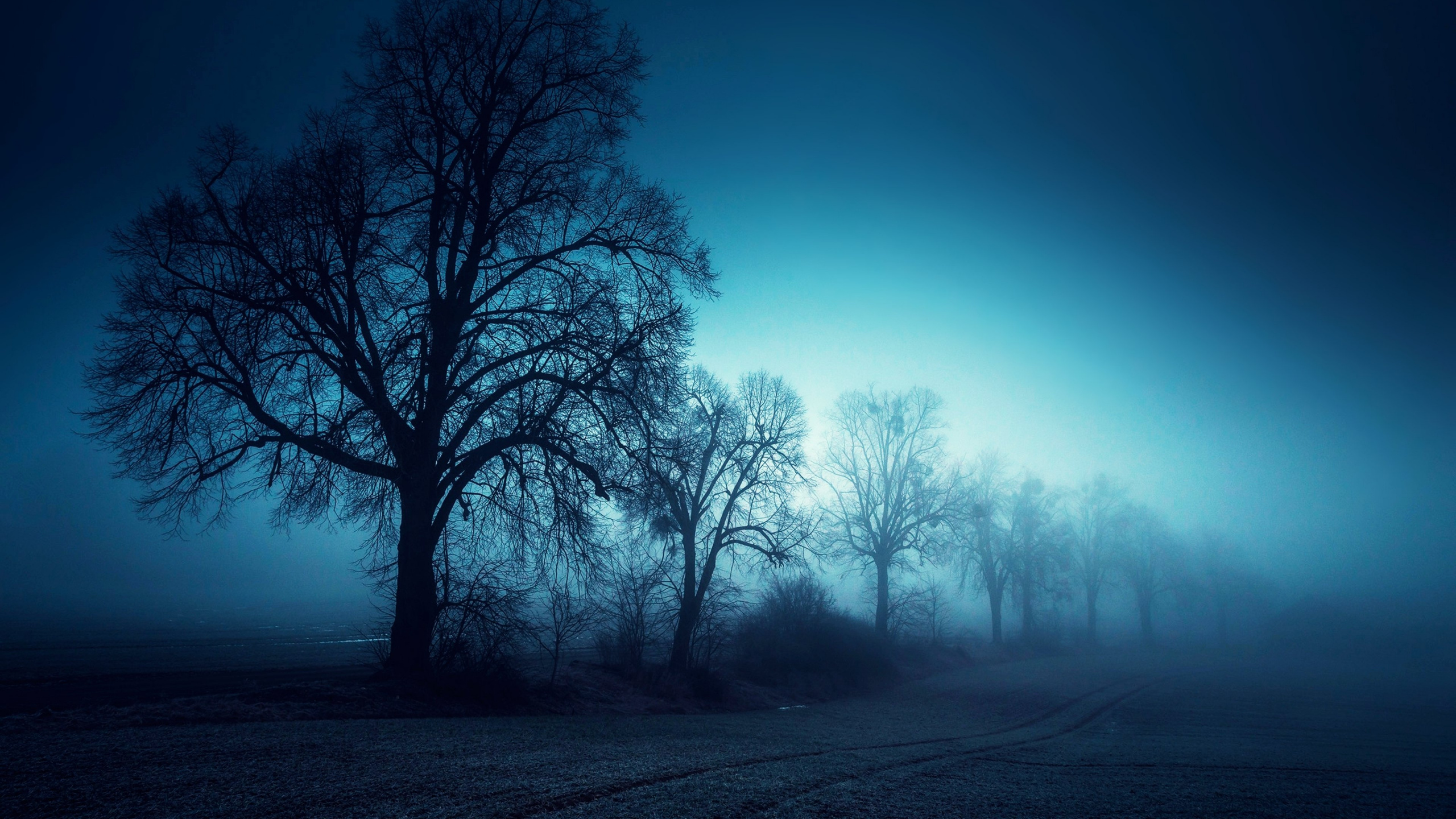 Arbres Sans Feuilles Sur le Terrain Pendant la Nuit. Wallpaper in 2560x1440 Resolution