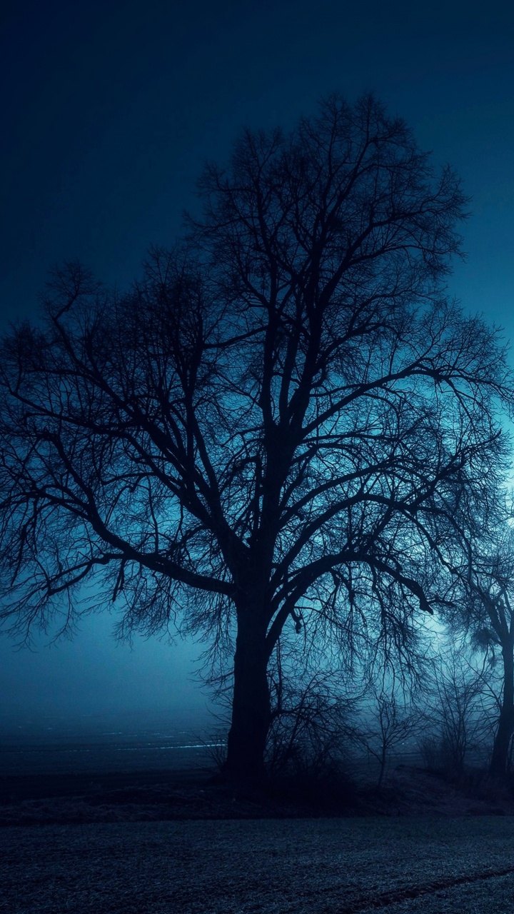 Arbres Sans Feuilles Sur le Terrain Pendant la Nuit. Wallpaper in 720x1280 Resolution
