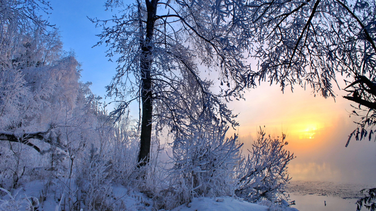 Kahlen Bäume Auf Schneebedecktem Boden Tagsüber. Wallpaper in 1280x720 Resolution