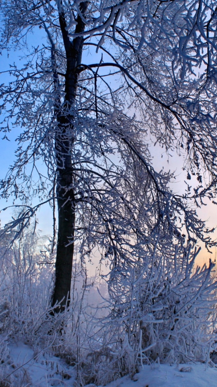 Kahlen Bäume Auf Schneebedecktem Boden Tagsüber. Wallpaper in 720x1280 Resolution