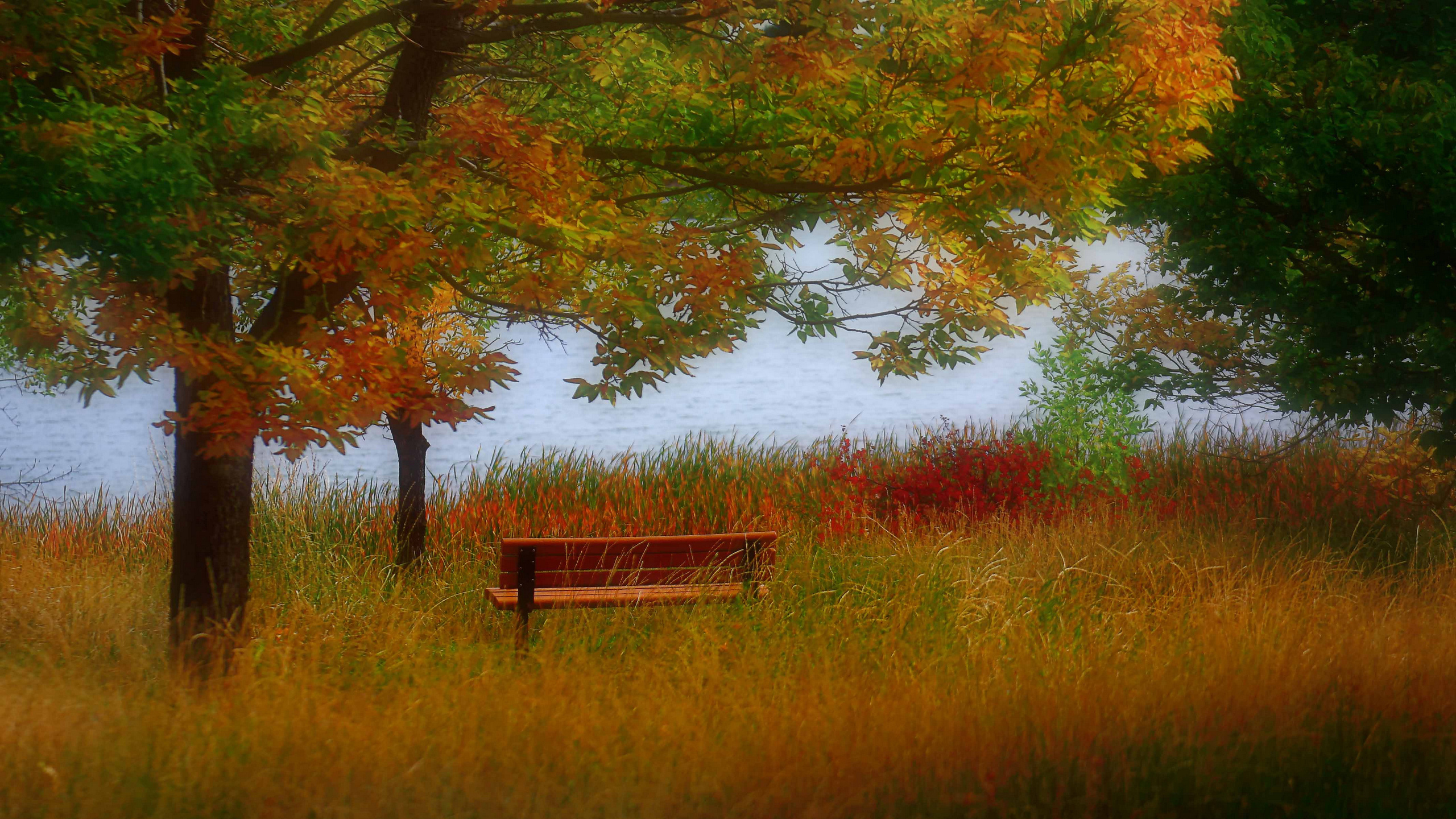 Banc en Bois Marron Près D'un Plan D'eau Pendant la Journée. Wallpaper in 2560x1440 Resolution