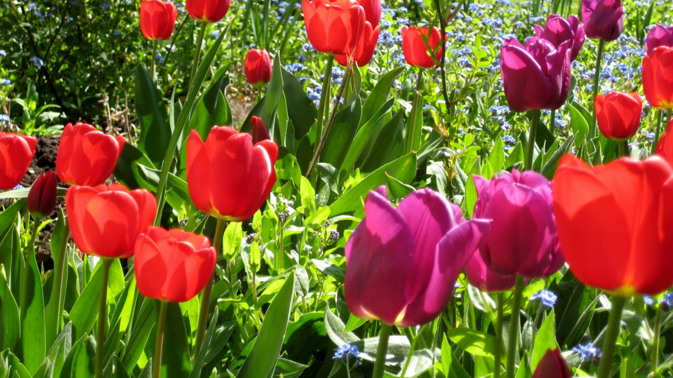 Red Tulips in Bloom During Daytime. Wallpaper in 1366x768 Resolution