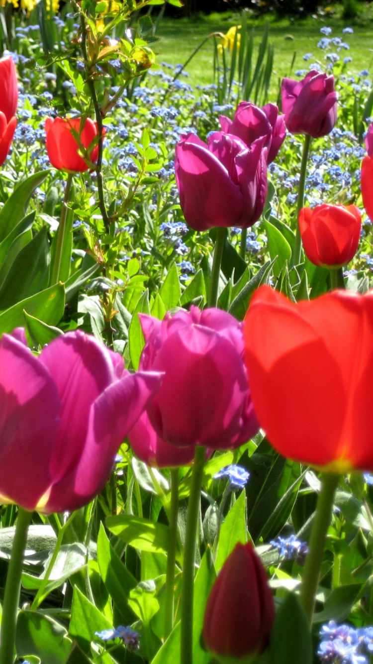 Tulipes Rouges en Fleurs Pendant la Journée. Wallpaper in 750x1334 Resolution