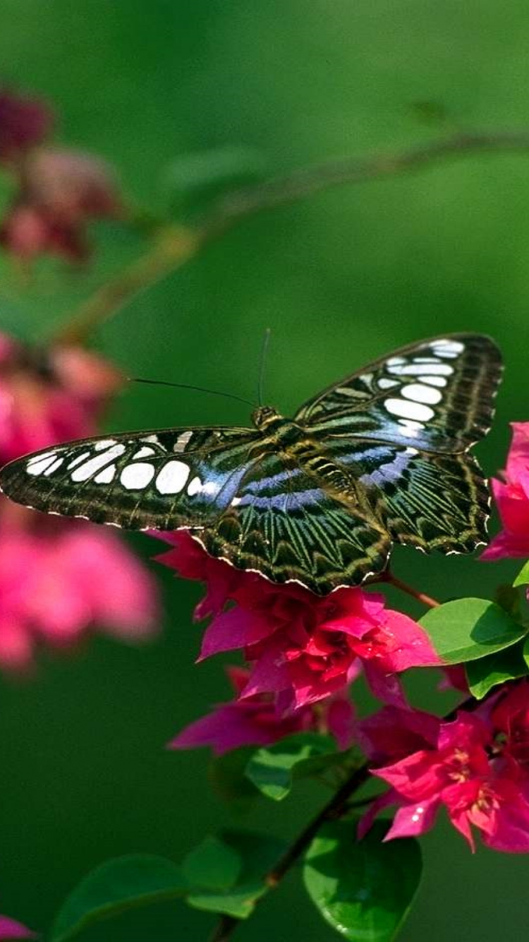 Black and White Butterfly on Pink Flower. Wallpaper in 750x1334 Resolution