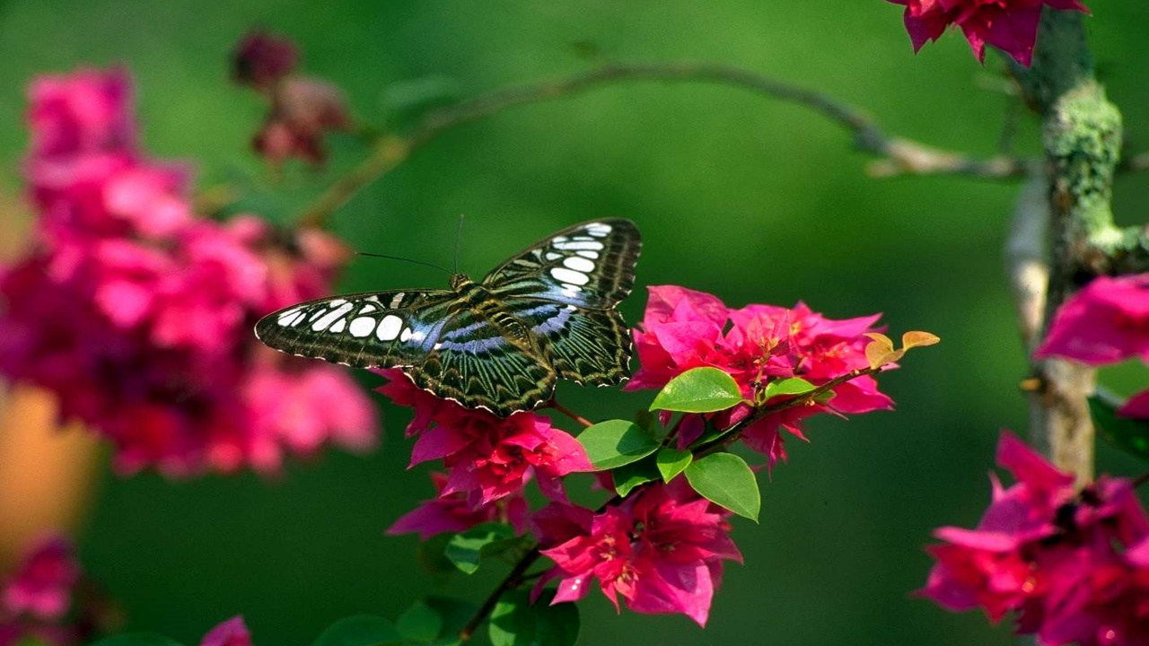 Papillon Noir et Blanc Sur Fleur Rose. Wallpaper in 1280x720 Resolution