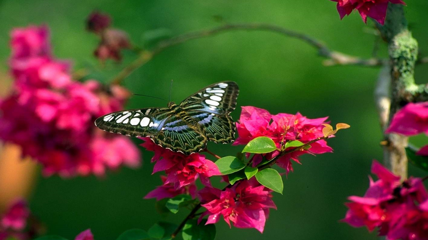 性质, 昆虫, 飞蛾和蝴蝶, 想法, 花蜜 壁纸 1366x768 允许