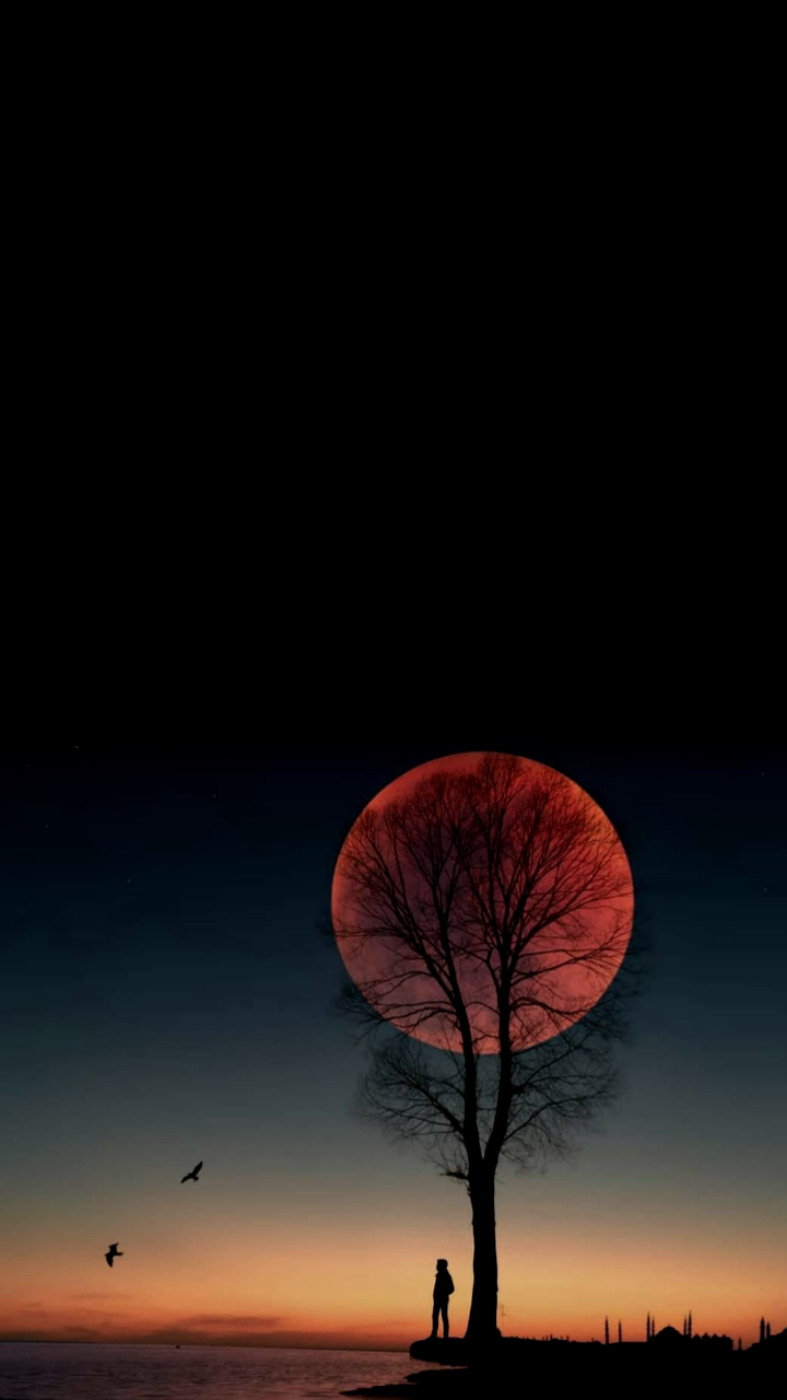 气氛, 性质, 自然景观, 余辉, 树枝 壁纸 720x1280 允许