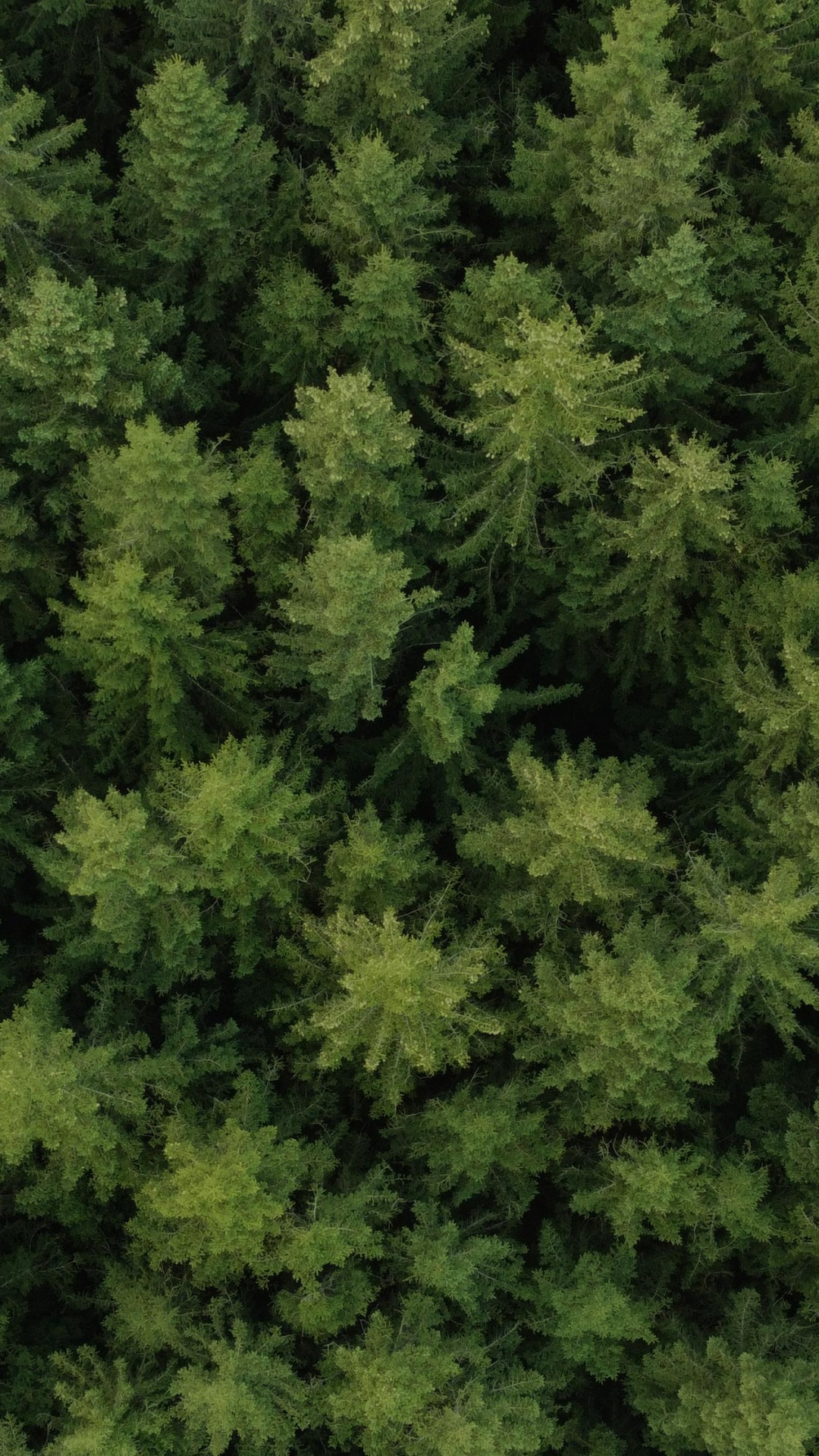 Vegetation, Baum, Fichte, Lärche, Terrestrische Pflanzen. Wallpaper in 1080x1920 Resolution