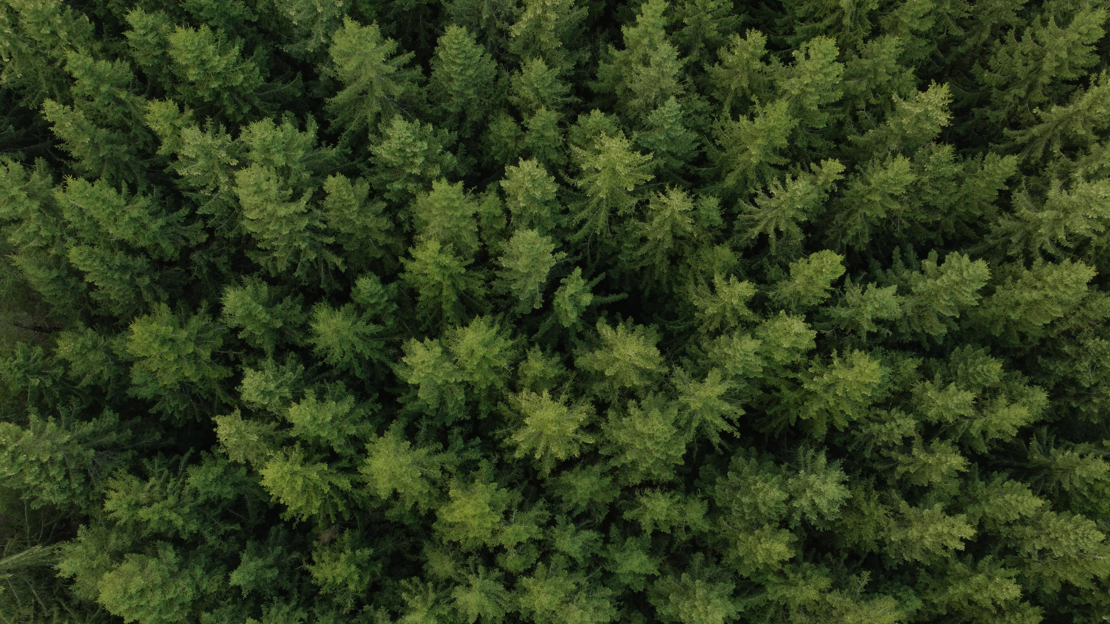 Vegetation, Tree, Spruce, Pine, Plant. Wallpaper in 3840x2160 Resolution