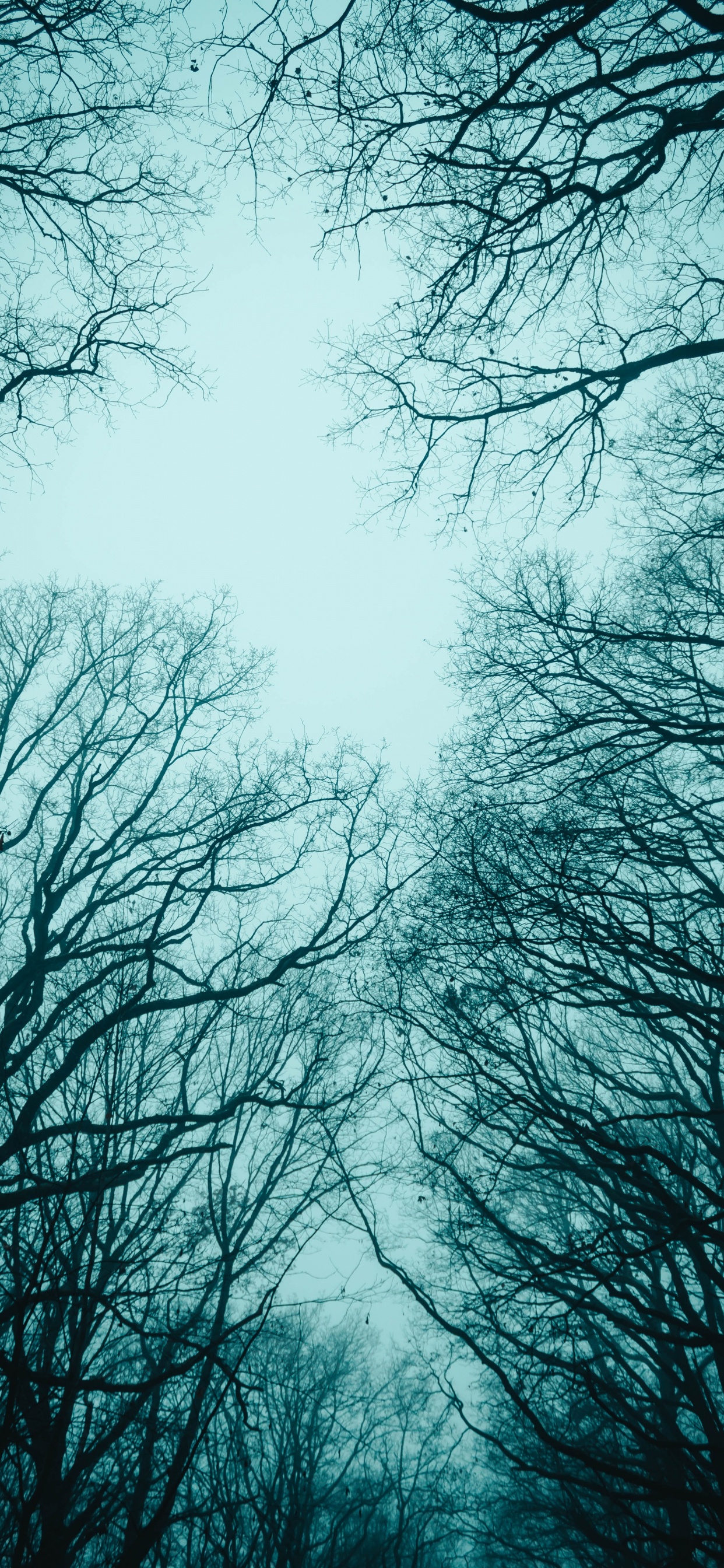 Arbres Sans Feuilles Sous un Ciel Blanc. Wallpaper in 1242x2688 Resolution