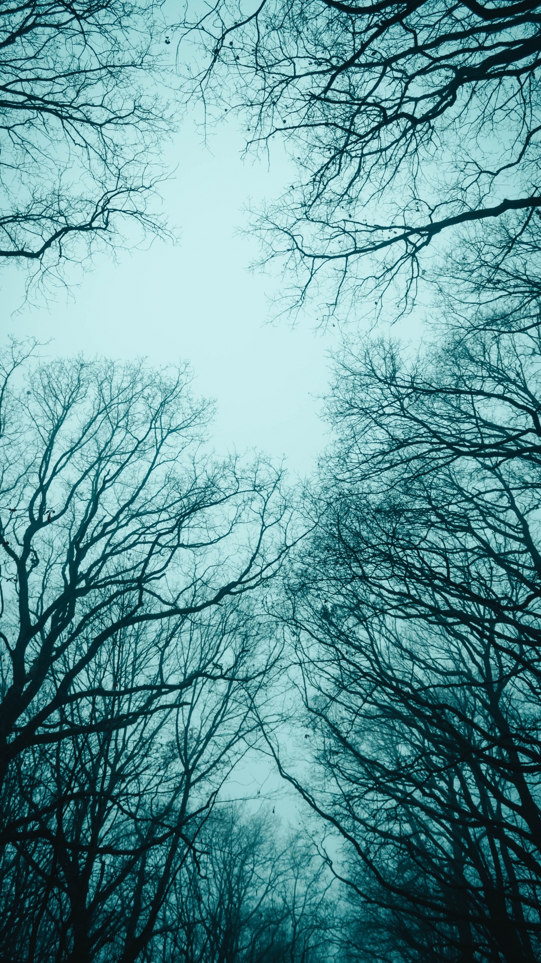 Árboles Sin Hojas Bajo el Cielo Blanco. Wallpaper in 1080x1920 Resolution