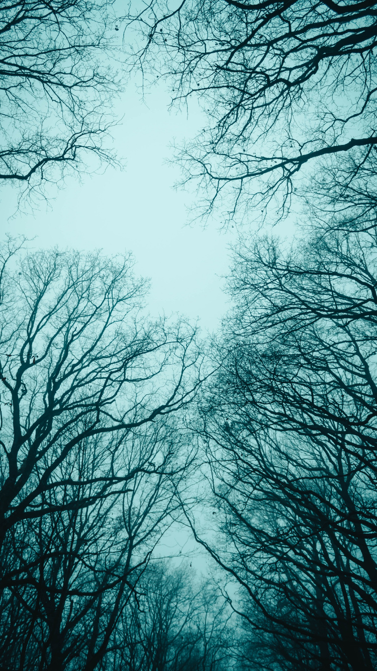 Árboles Sin Hojas Bajo el Cielo Blanco. Wallpaper in 750x1334 Resolution