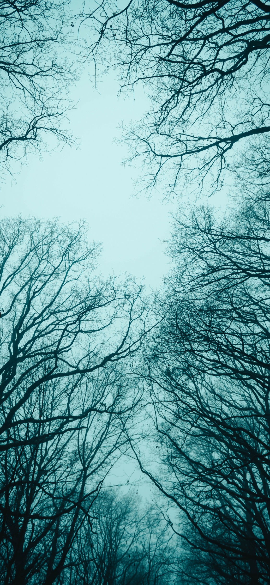 树枝, 性质, 冬天, 阳光, 自然环境 壁纸 1125x2436 允许