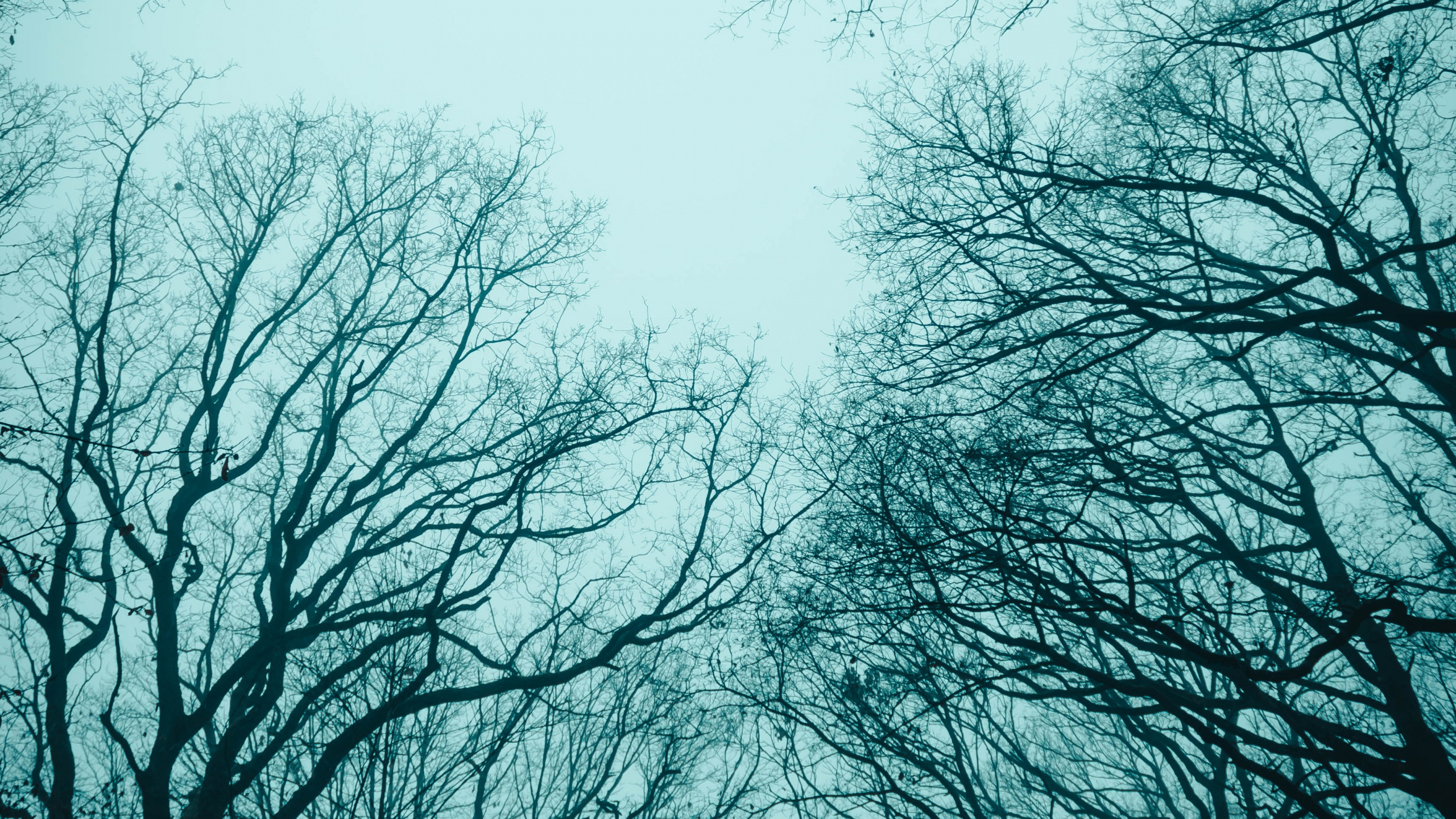 Leafless Trees Under White Sky. Wallpaper in 2560x1440 Resolution