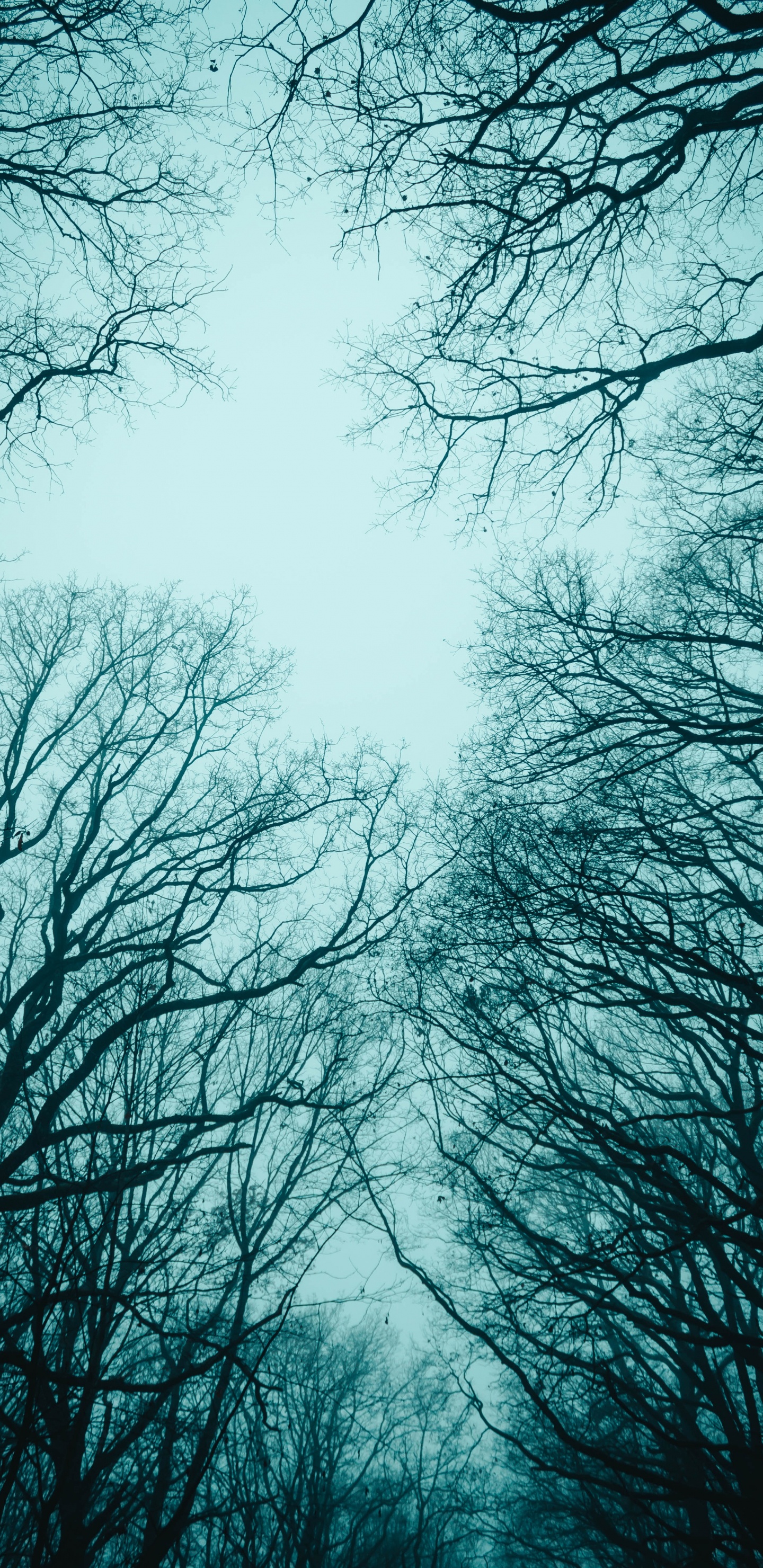 Kahlen Bäume Unter Weißem Himmel. Wallpaper in 1440x2960 Resolution