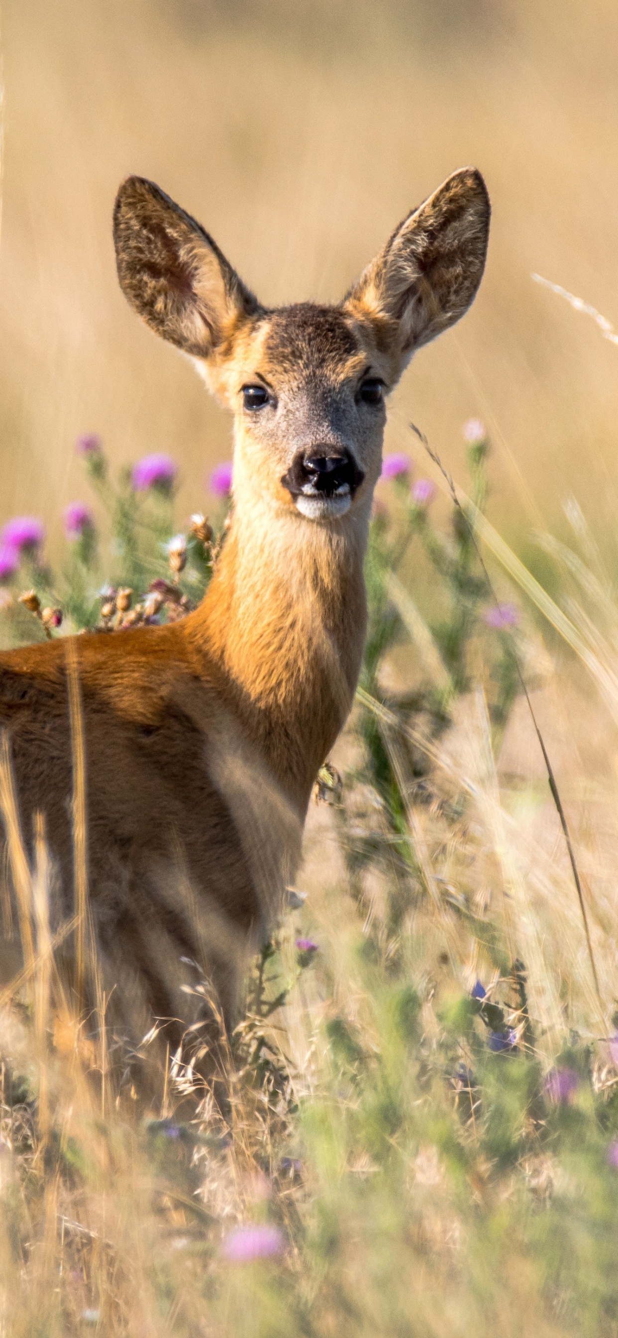 Cerf Brun Sur Terrain D'herbe Verte Pendant la Journée. Wallpaper in 1242x2688 Resolution