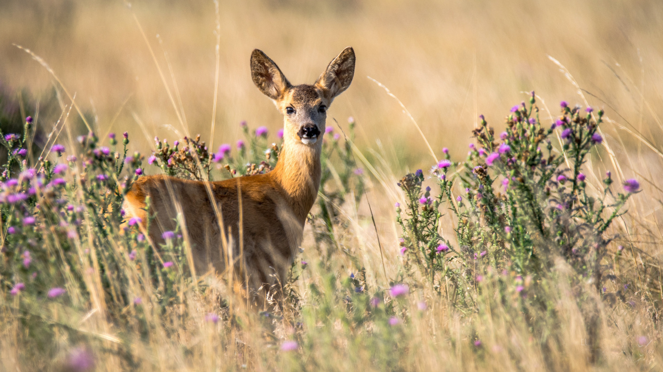 Cerf Brun Sur Terrain D'herbe Verte Pendant la Journée. Wallpaper in 1366x768 Resolution