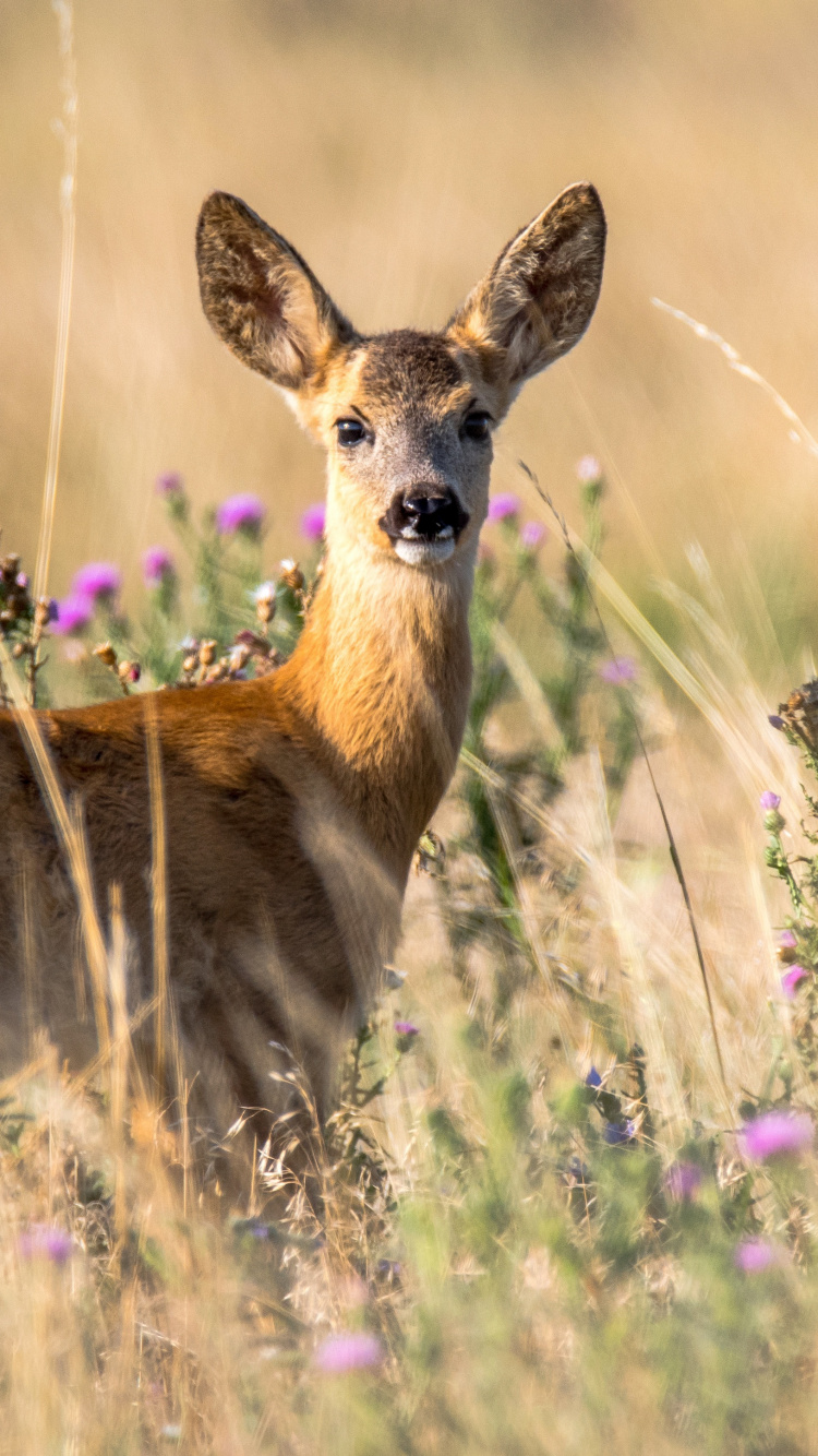 Brown Deer on Green Grass Field During Daytime. Wallpaper in 750x1334 Resolution