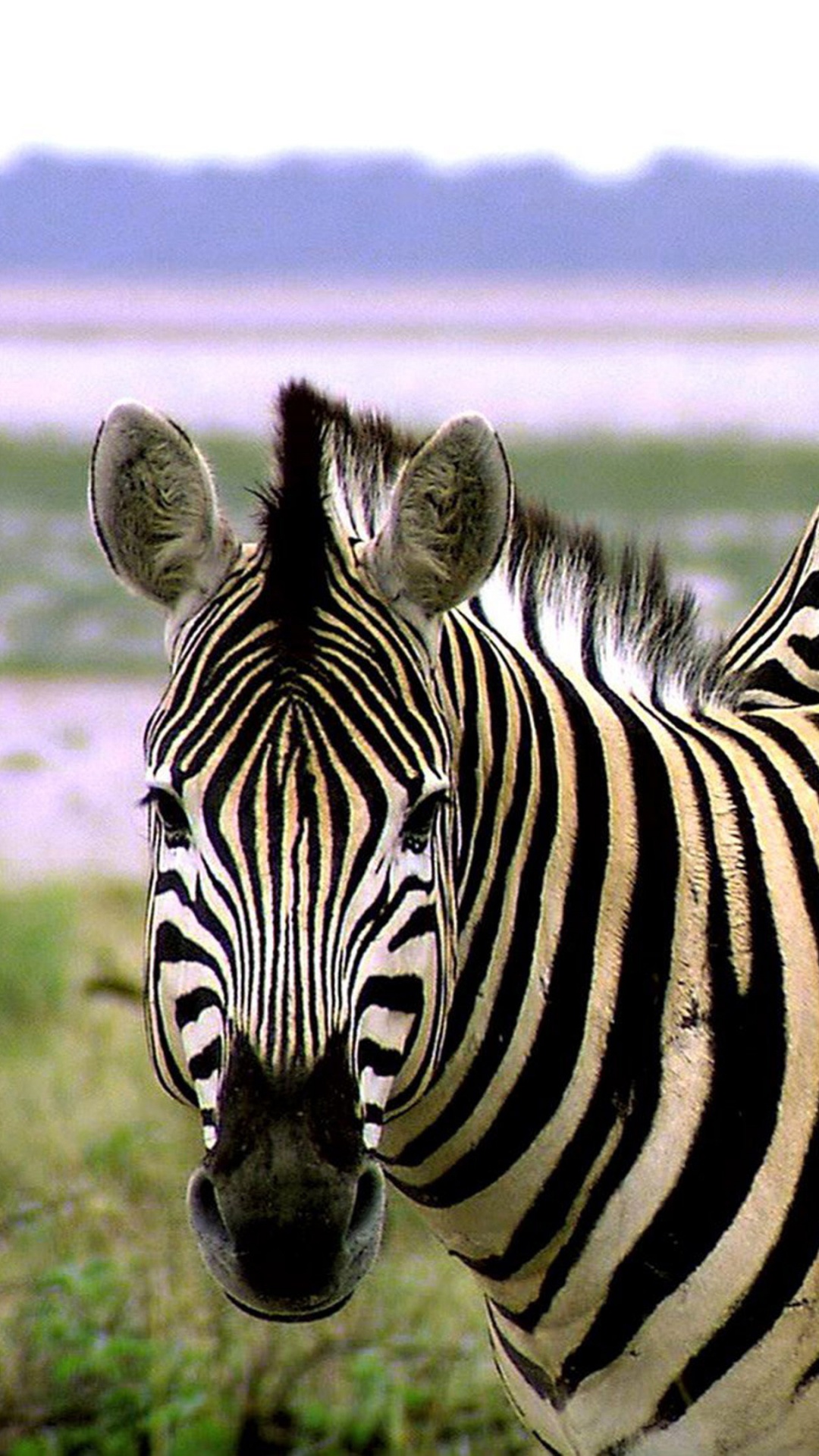 Zebra, Das Tagsüber Auf Grünem Gras Steht. Wallpaper in 1080x1920 Resolution