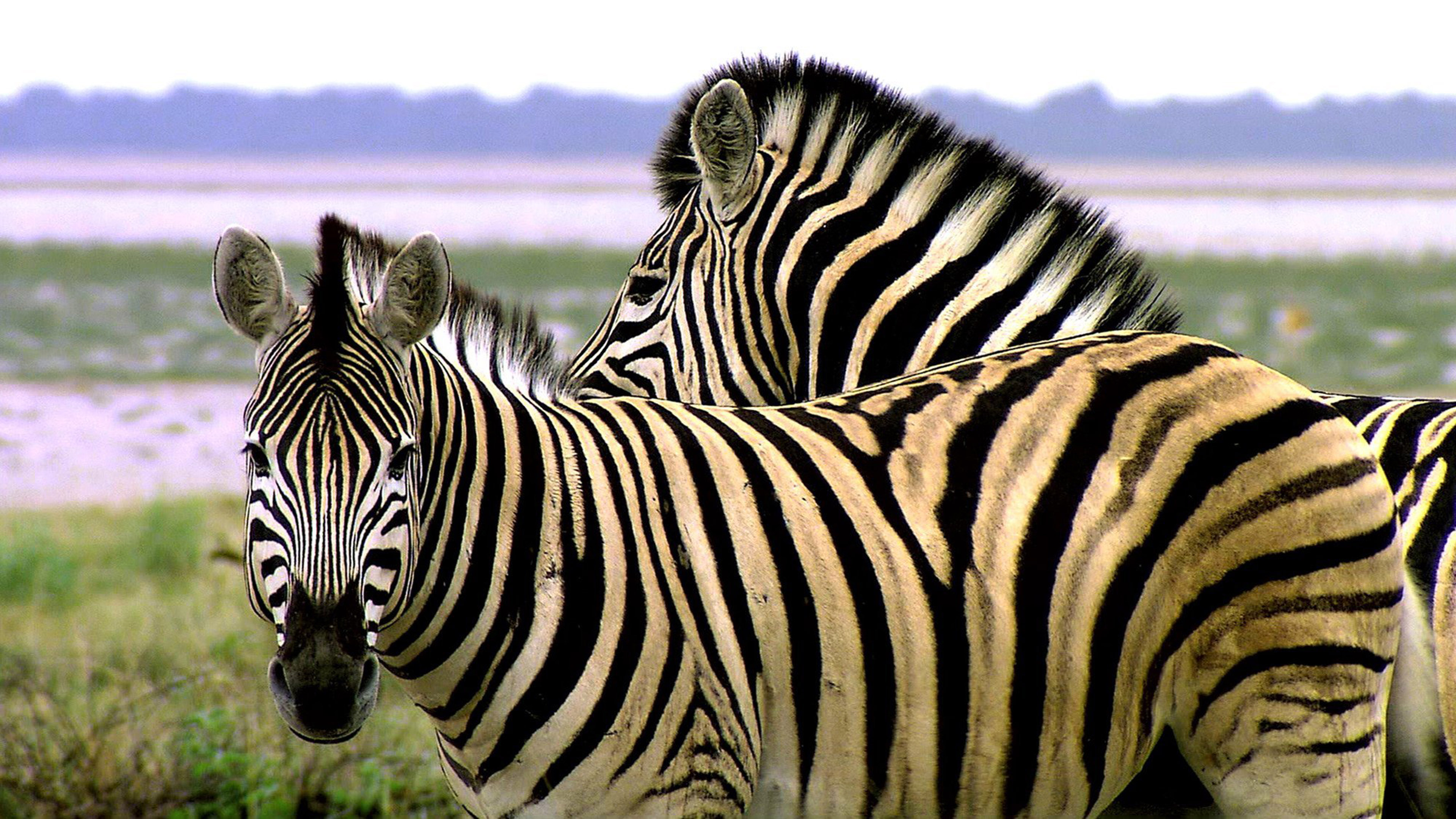 Zebra, Das Tagsüber Auf Grünem Gras Steht. Wallpaper in 3840x2160 Resolution