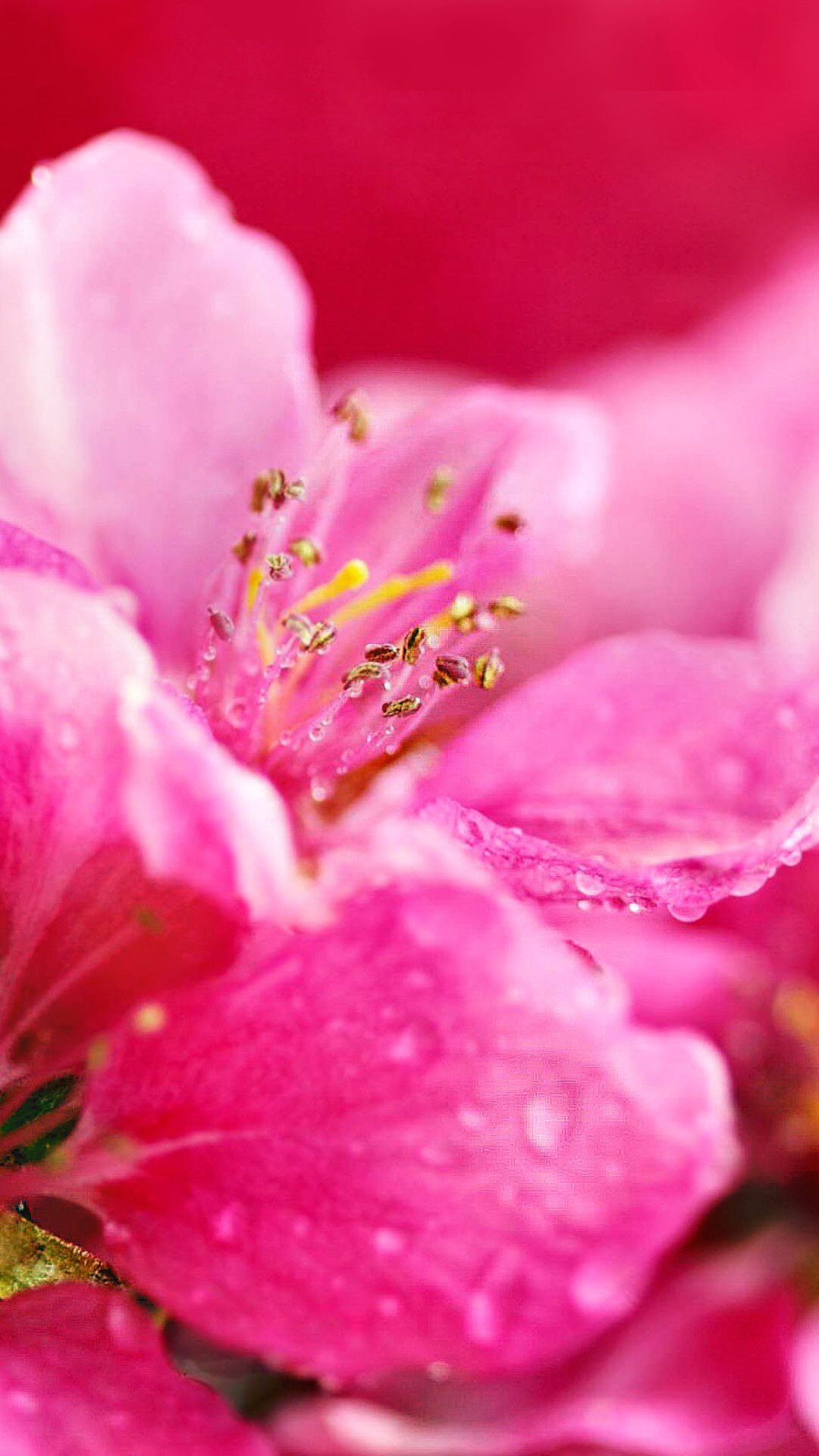 Fleur Rose en Macro Shot. Wallpaper in 1080x1920 Resolution