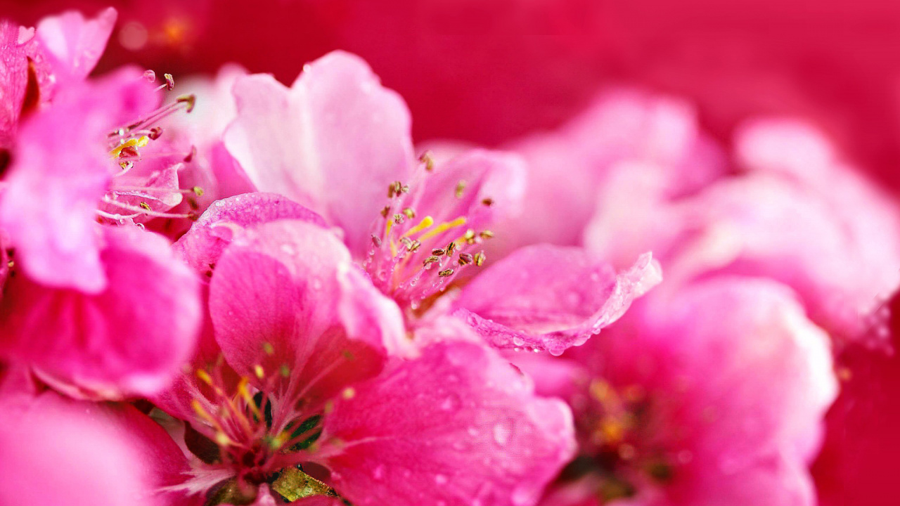 Fleur Rose en Macro Shot. Wallpaper in 1280x720 Resolution