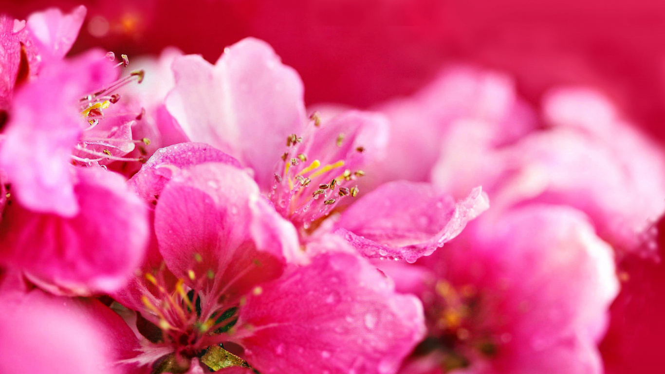 Fleur Rose en Macro Shot. Wallpaper in 1366x768 Resolution