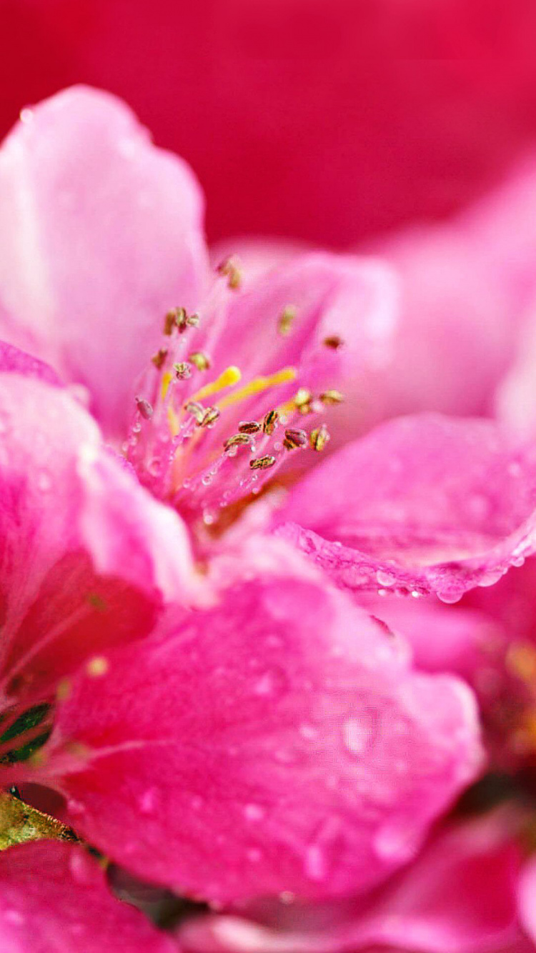 Rosa Blume in Makroaufnahme. Wallpaper in 750x1334 Resolution