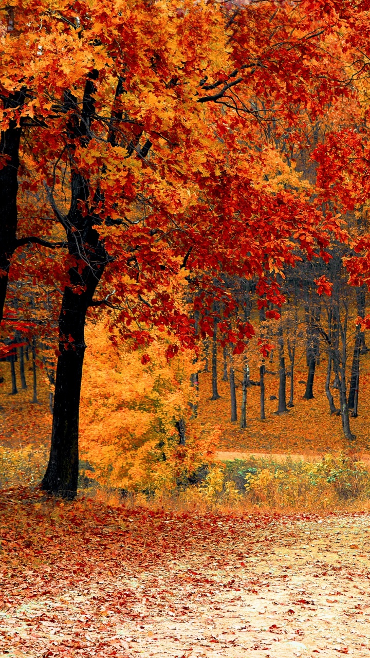 Brown and Yellow Trees on Brown Field During Daytime. Wallpaper in 720x1280 Resolution