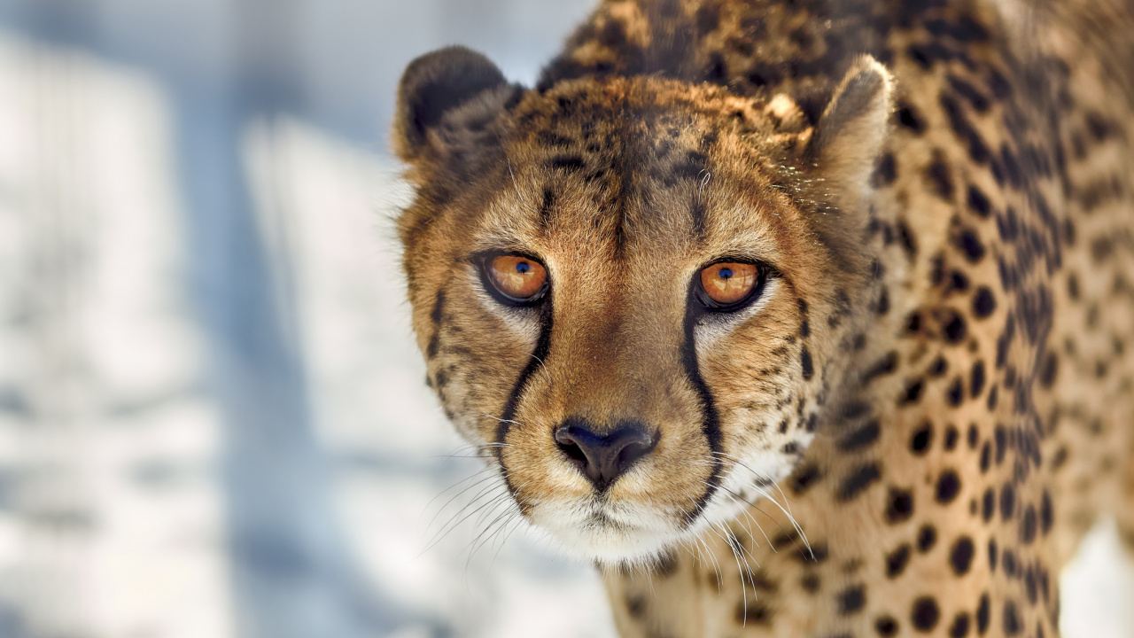 猎豹, 陆地动物, 野生动物, 猫科, 胡须 壁纸 1280x720 允许